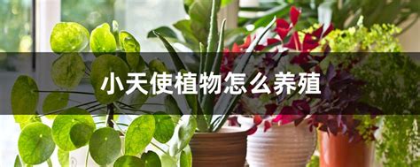 小天使植物風水|“小天使如何養？室內栽培指南：窗邊放置、適溫管理和澆水技巧”